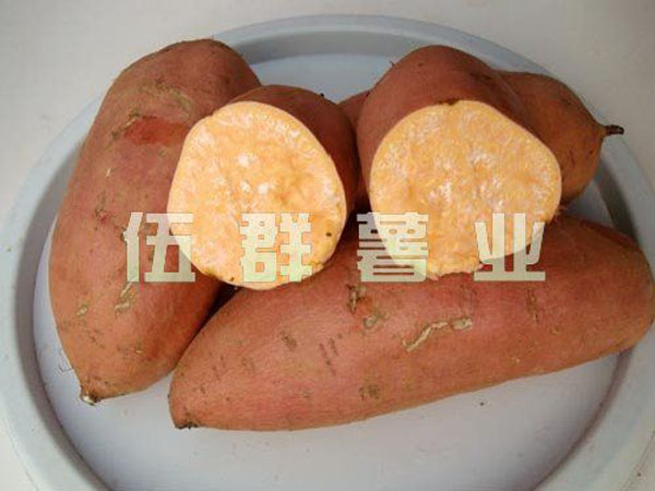 甘薯的两种薄膜覆盖育苗法