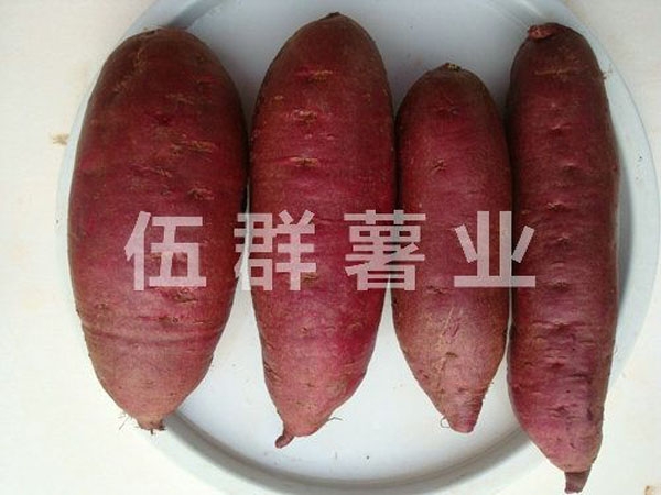 日本紫薯