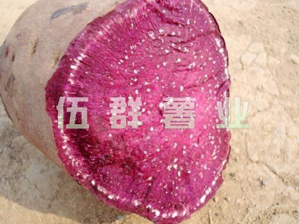 紫薯王