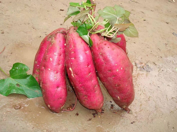 红薯苗在秋季里的施肥方法