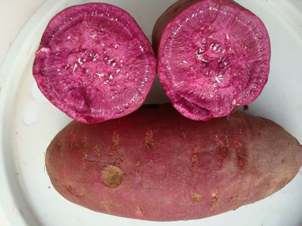 日本紫薯