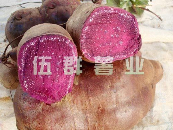 紫薯王